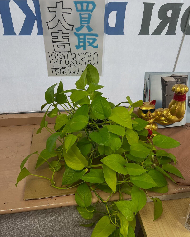 ブログ画像